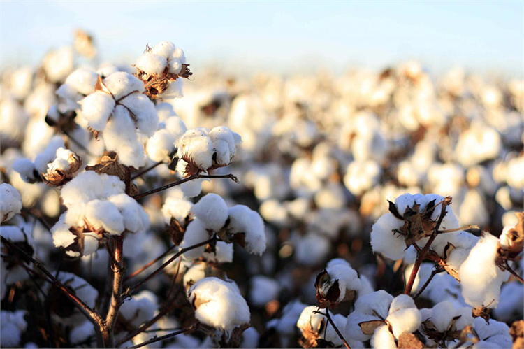 Vải Cotton được sản xuất như thế nào?